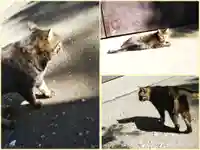 小野照崎神社の動物