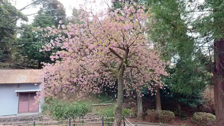 熊沢権現神社の自然