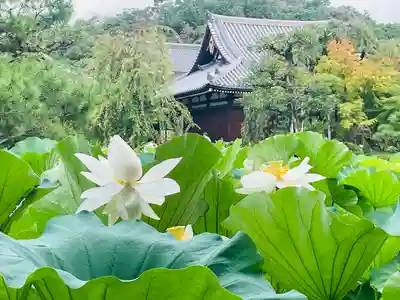 法金剛院(京都府)