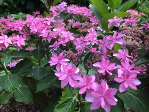 三室戸寺の自然