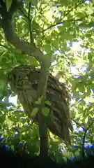 野木神社の動物