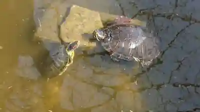 阿字神社の動物