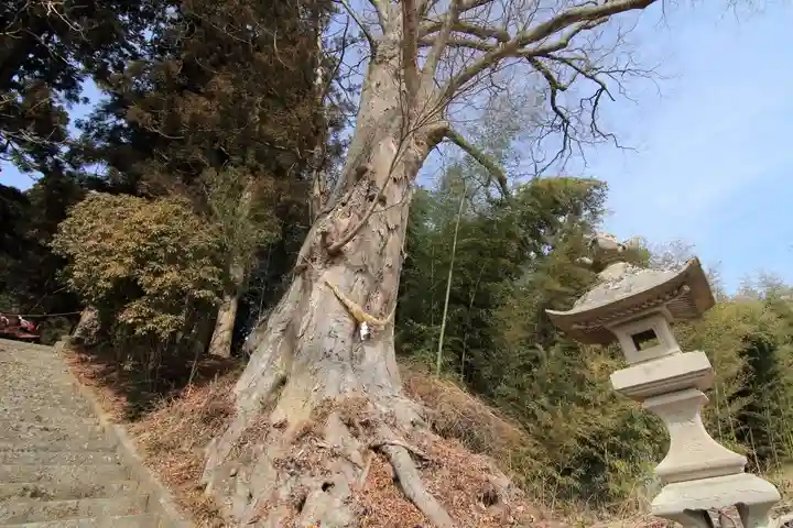 諏訪神社の自然