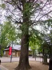 柴又八幡神社の自然