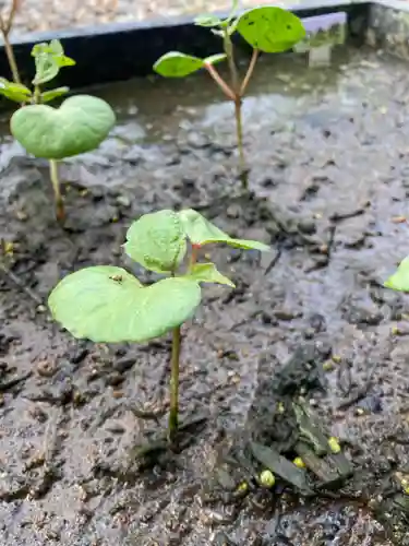 總社 和田八幡宮(福井県)
