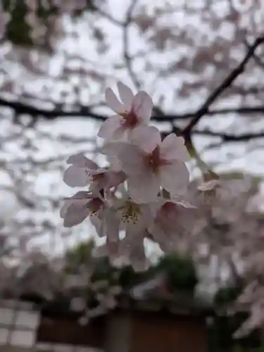 阿佐ヶ谷神明宮(東京都)