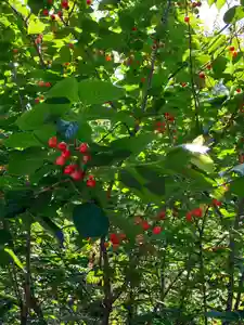 大山祇神社の自然(2022年05月04日(水) 13時39分38秒投稿)