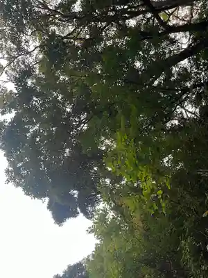 安房神社(千葉県)