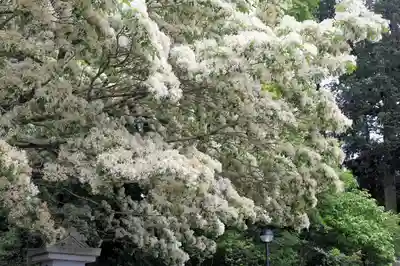 沙沙貴神社(滋賀県)