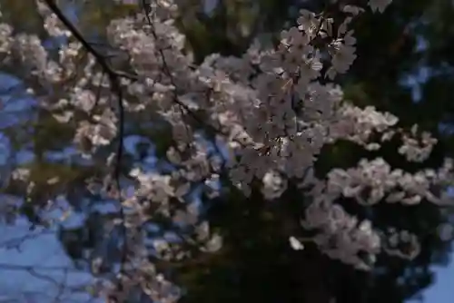 阿佐ヶ谷神明宮の自然