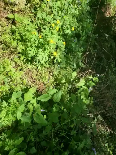 矢背負稲荷神社の自然