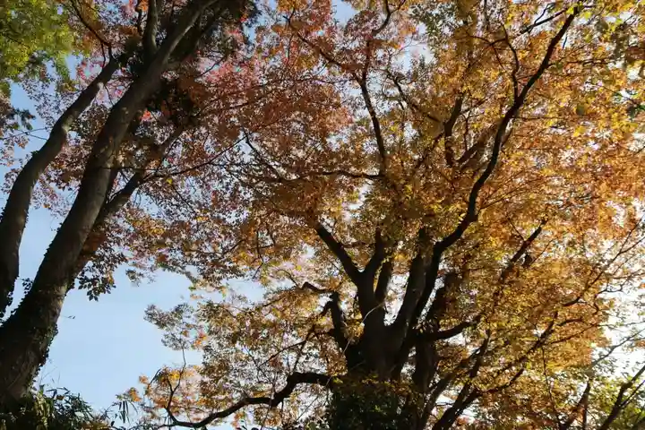 阿久津「田村神社」(郡山市阿久津町)旧社名:伊豆箱根三嶋三社の自然