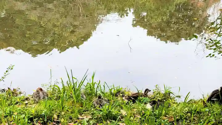 菊田神社の動物