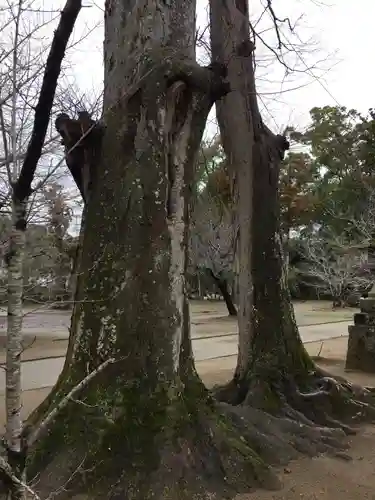 橘樹神社の自然