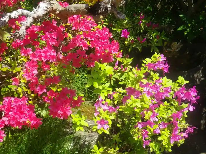 浄光明寺の自然