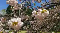 茨城縣護國神社の自然