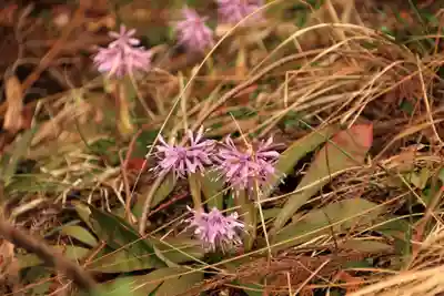 三峯神社の自然