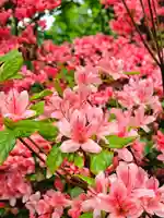 美幌神社(北海道)