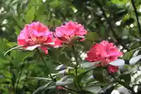 阿邪訶根神社の庭園