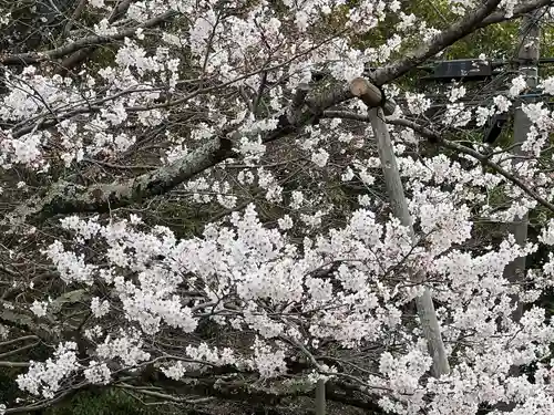 戒光寺（戒光律寺）(京都府)
