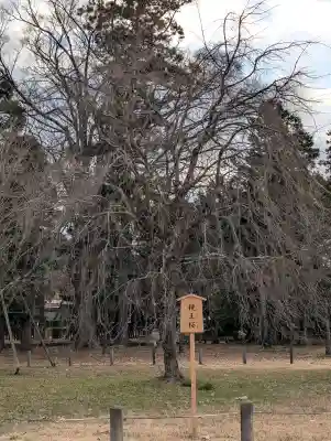賀茂別雷神社（上賀茂神社）の{uncategorized: "未分類", other: "その他", undefined: "問題あり", building: "その他建物", grave: "お墓", sacred_gate: "鳥居", guardian: "狛犬", statue: "像", buddha: "仏像", history: "歴史", nature: "自然", garden: "庭園", animal: "動物", pagoda: "塔", temizu: "手水舎", mountain_gate: "山門・神門", sanctuary: "本殿・本堂", subordinate: "末社・摂社", art: "芸術", scenery: "景色", jizo: "地蔵", ema: "絵馬", goshuin: "御朱印", omikuji: "おみくじ", items: "授与品その他", amulet: "お守り", goshuincho: "御朱印帳", eats: "食事", festival: "お祭り", votive_dance: "神楽", shichigosan: "七五三参", wedding: "結婚式", experience: "体験その他", initially: "初詣", around: "周辺", anti_infection: "感染症対策"}