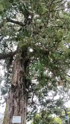 西蓮寺の{uncategorized: "未分類", other: "その他", undefined: "問題あり", building: "その他建物", grave: "お墓", sacred_gate: "鳥居", guardian: "狛犬", statue: "像", buddha: "仏像", history: "歴史", nature: "自然", garden: "庭園", animal: "動物", pagoda: "塔", temizu: "手水舎", mountain_gate: "山門・神門", sanctuary: "本殿・本堂", subordinate: "末社・摂社", art: "芸術", scenery: "景色", jizo: "地蔵", ema: "絵馬", goshuin: "御朱印", omikuji: "おみくじ", items: "授与品その他", amulet: "お守り", goshuincho: "御朱印帳", eats: "食事", festival: "お祭り", votive_dance: "神楽", shichigosan: "七五三参", wedding: "結婚式", experience: "体験その他", initially: "初詣", around: "周辺", anti_infection: "感染症対策"}