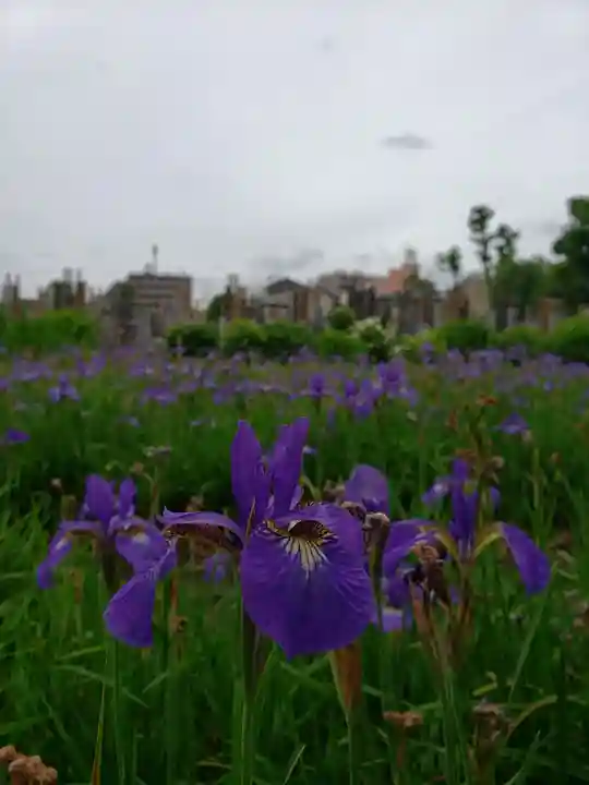 妙法寺(東京都)
