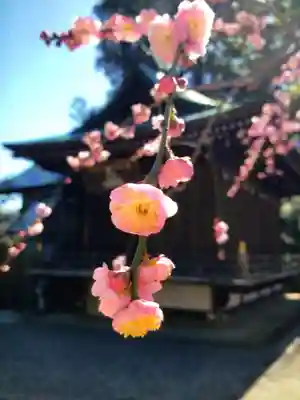 布多天神社(東京都)