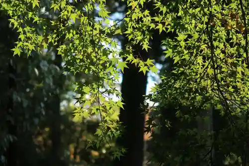 賀茂別雷神社（上賀茂神社）(京都府)