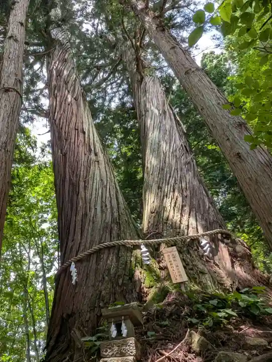 戸隠神社火之御子社の自然