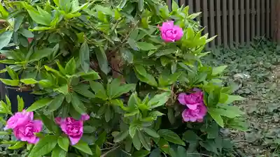 藤之宮 春日神社(野田の藤跡)(大阪府)