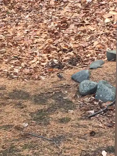 上野幌神社の動物