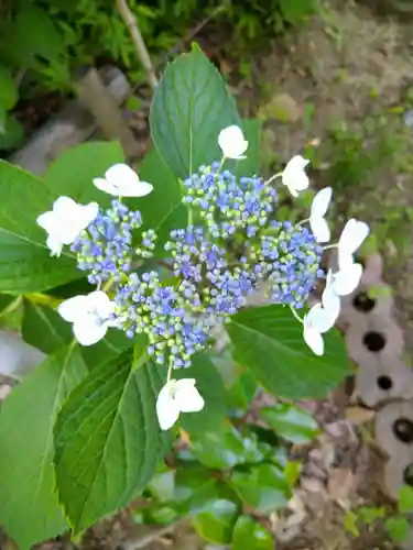 阿智神社の自然