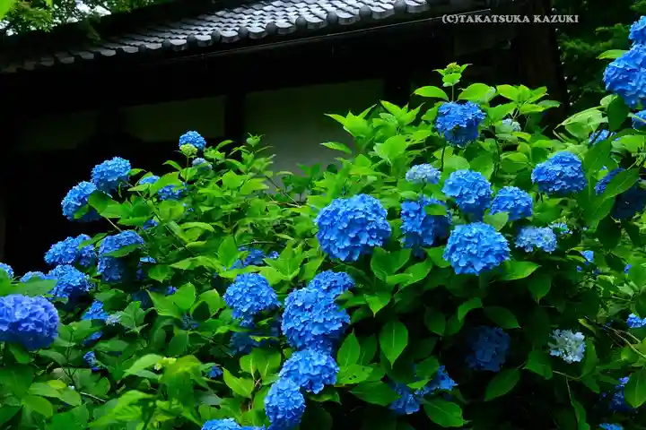 明月院(神奈川県)