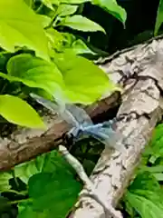 泊崎弘法大師堂の動物