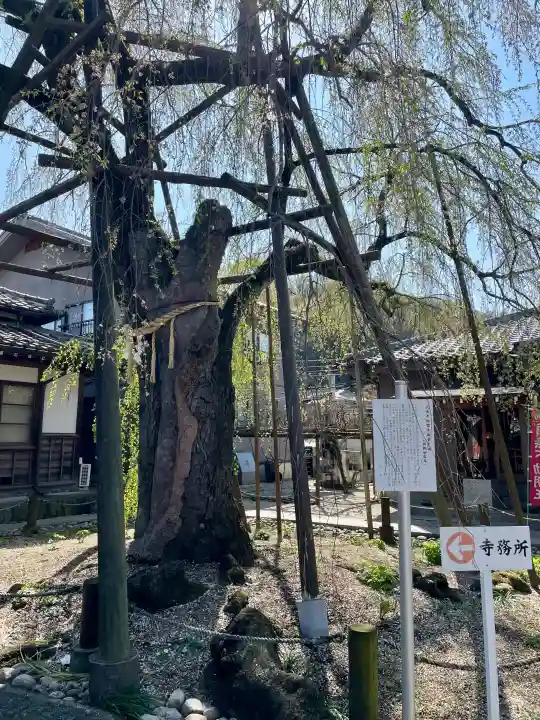 大光寺の{uncategorized: "未分類", other: "その他", undefined: "問題あり", building: "その他建物", grave: "お墓", sacred_gate: "鳥居", guardian: "狛犬", statue: "像", buddha: "仏像", history: "歴史", nature: "自然", garden: "庭園", animal: "動物", pagoda: "塔", temizu: "手水舎", mountain_gate: "山門・神門", sanctuary: "本殿・本堂", subordinate: "末社・摂社", art: "芸術", scenery: "景色", jizo: "地蔵", ema: "絵馬", goshuin: "御朱印", omikuji: "おみくじ", items: "授与品その他", amulet: "お守り", goshuincho: "御朱印帳", eats: "食事", festival: "お祭り", votive_dance: "神楽", shichigosan: "七五三参", wedding: "結婚式", experience: "体験その他", initially: "初詣", around: "周辺", anti_infection: "感染症対策"}