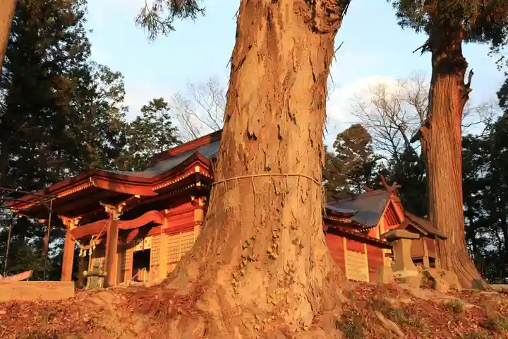 阿久津「田村神社」(郡山市阿久津町)旧社名:伊豆箱根三嶋三社の自然