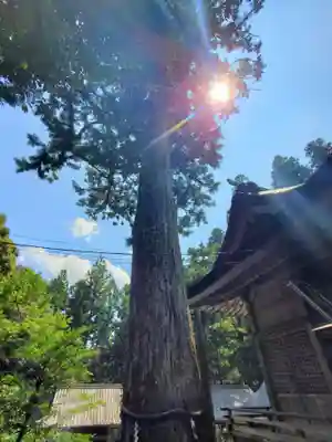 駒宇佐八幡神社の自然