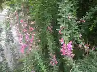 浄光明寺の自然