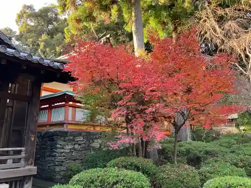 野上八幡宮の自然