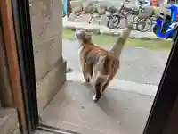 秩父札所十三番 慈眼寺の動物