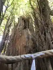 大國魂神社の自然