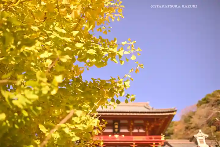 鶴岡八幡宮の自然