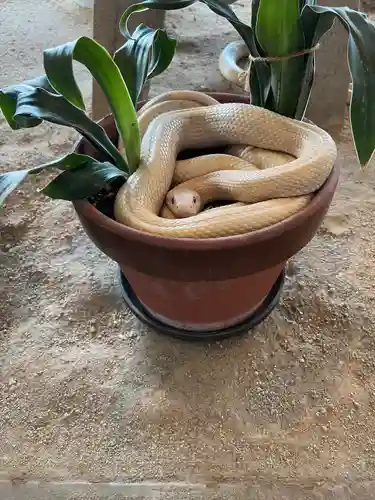 岩国白蛇神社の動物