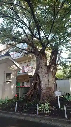 蒲原神社の自然