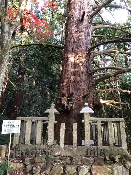 五百井神社の自然