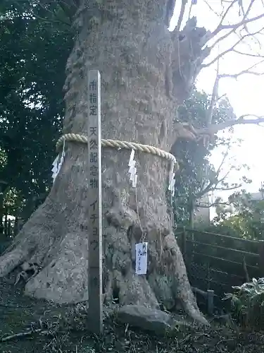 荏柄天神社の自然