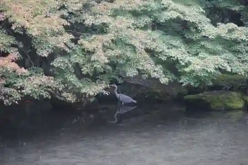 蓮華寺（洛北蓮華寺）の自然