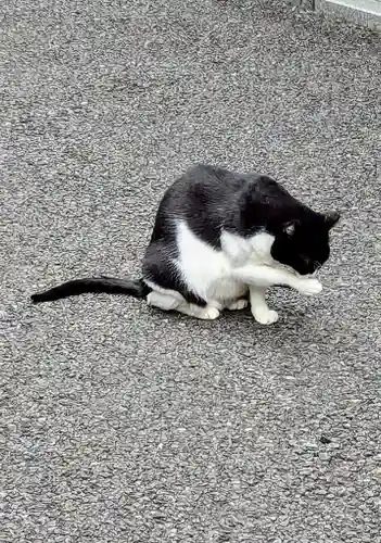 白金氷川神社の動物