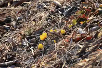 長屋神社の自然